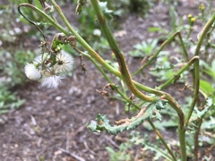 Puccinia lagenophorae
