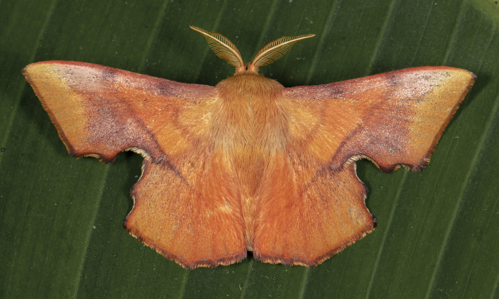 Trogoptera sao