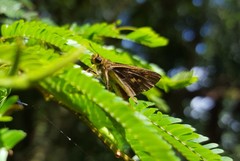 Parphorus pseudecorus