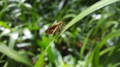 Parphorus pseudecorus