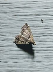 Phalaenophana pyramusalis