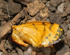 Veniliodes pantheraria