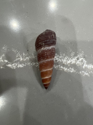 Carelia cochlea observed 2024-03-03