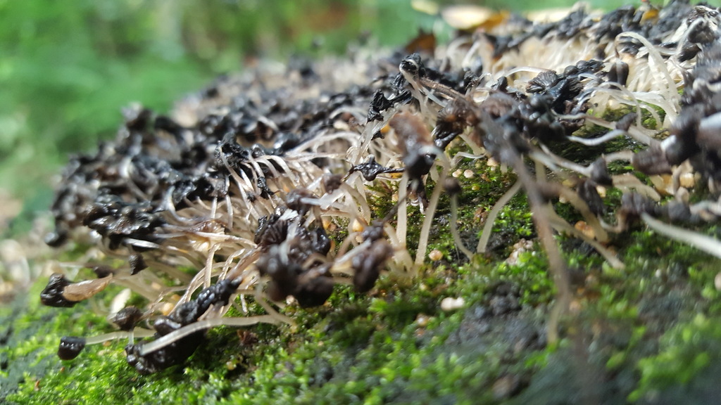 Coprinellus disseminatus · March 2019 · photo: © alessandradalia (iNaturalist, cc-by-sa)