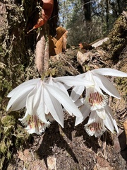Pleione humilis, photograph (c) Hannah Rogers, some rights reserved (CC BY)