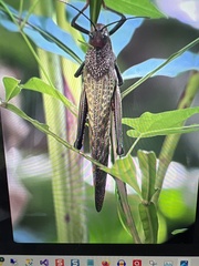 Tropidacris cristata image