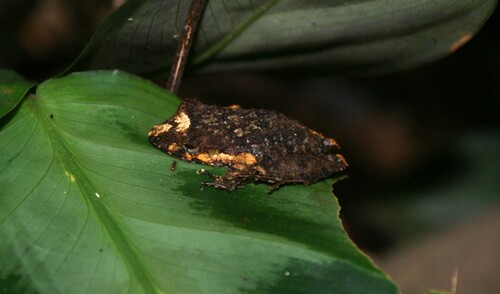 Octavio's Robber Frog, Ischnocnema octavioi