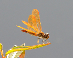 Perithemis domitia