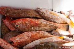 Epinephelus guttatus