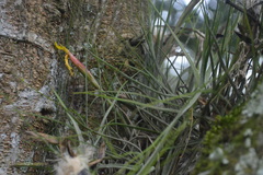 Tillandsia schiedeana