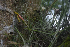 Tillandsia schiedeana