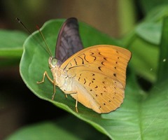 Tanaecia jahnu
