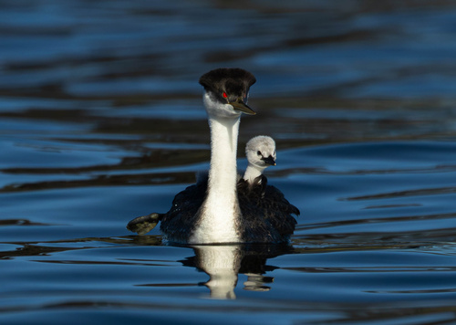 Western Grebe, photo 5 of 9