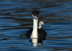 Western Grebe photo 6