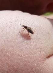 Bibio articulatus
