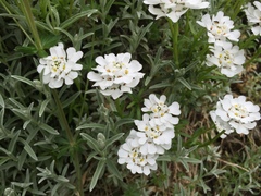 Iberis