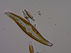 Gyrosigma acuminatum