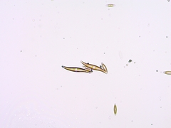 Gyrosigma acuminatum