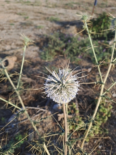 Echinops echinatus (Echinops echinatus)