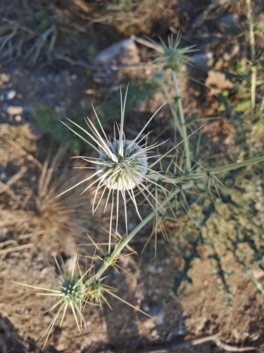 Image of Echinops echinatus by (c) Tarun Meena, some rights reserved (CC BY)