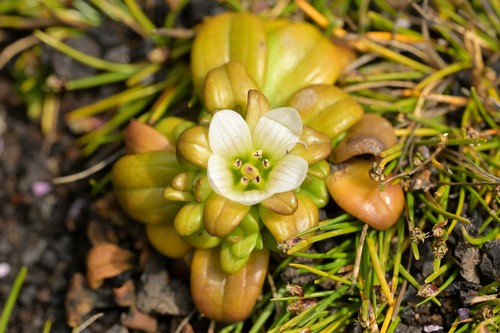 Image of Gentianella cerina by (c) Christopher Stephens, some rights reserved (CC BY-SA)