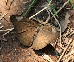 Tanaecia julii odilina
