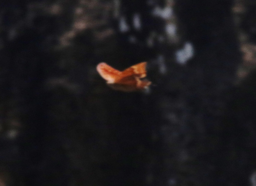 Charaxes balfouri