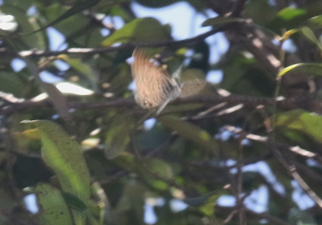 Leptotes socotranus