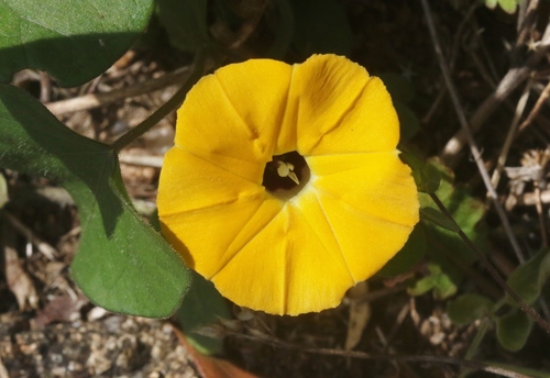 Ipomoea obscura