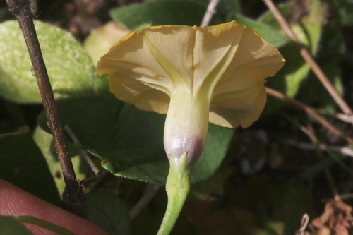 Ipomoea obscura