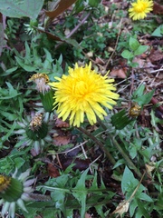 Taraxacum officinale