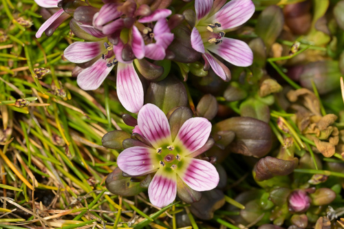 Image of Gentianella cerina by (c) Christopher Stephens, some rights reserved (CC BY-SA)
