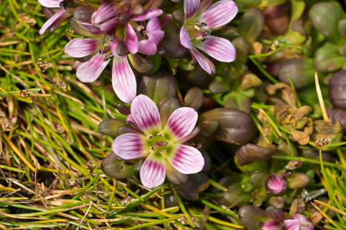 Image of Gentianella cerina by (c) Christopher Stephens, some rights reserved (CC BY-SA)