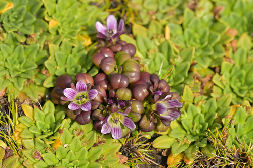 Image of Gentianella cerina by (c) Christopher Stephens, some rights reserved (CC BY-SA)
