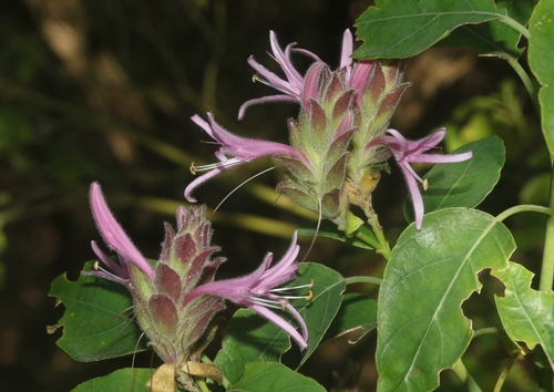 Chorisochora striata