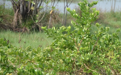 Premna serratifolia