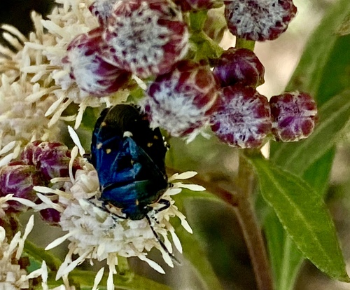 iNaturalist observation photo of Harlequin Bug