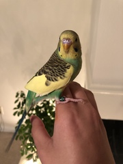 Melopsittacus