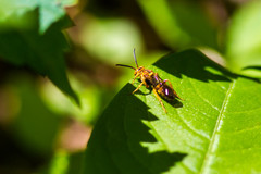 Nomada imbricata