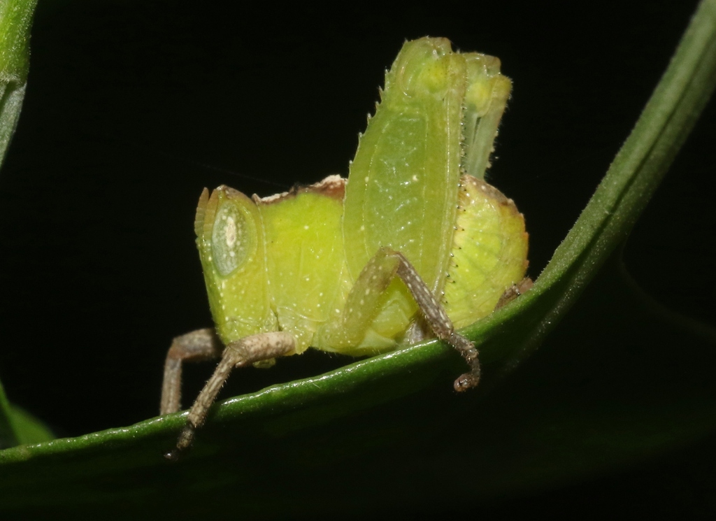 Phaulotypus dioscoridus