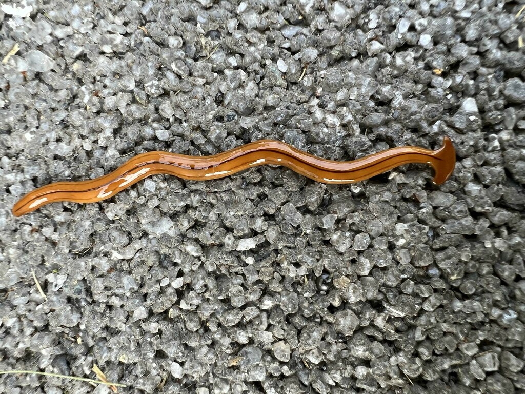 Bipalium monolineatum