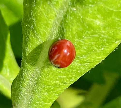 iNaturalist observation photo of Spotless Lady Beetle