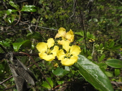 Stigmaphyllon ellipticum