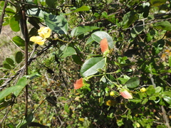 Stigmaphyllon ellipticum