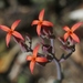 Kalanchoe rotundifolia - Photo (c) James Bailey, algunos derechos reservados (CC BY-NC), subido por James Bailey