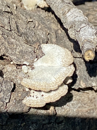 iNaturalist observation photo of splitgill mushroom