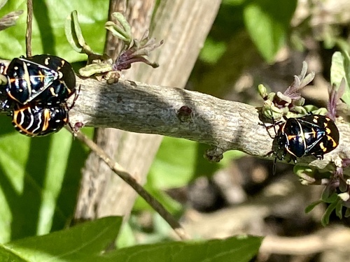 iNaturalist observation photo of Harlequin Bug