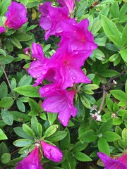 Rhododendron