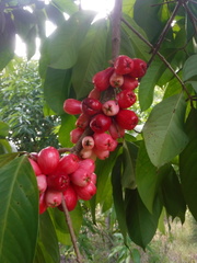 Syzygium malaccense