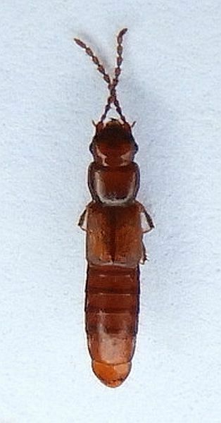 Siagonium americanum